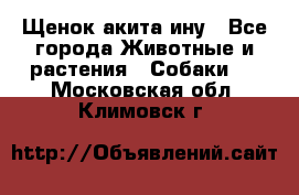 Щенок акита ину - Все города Животные и растения » Собаки   . Московская обл.,Климовск г.